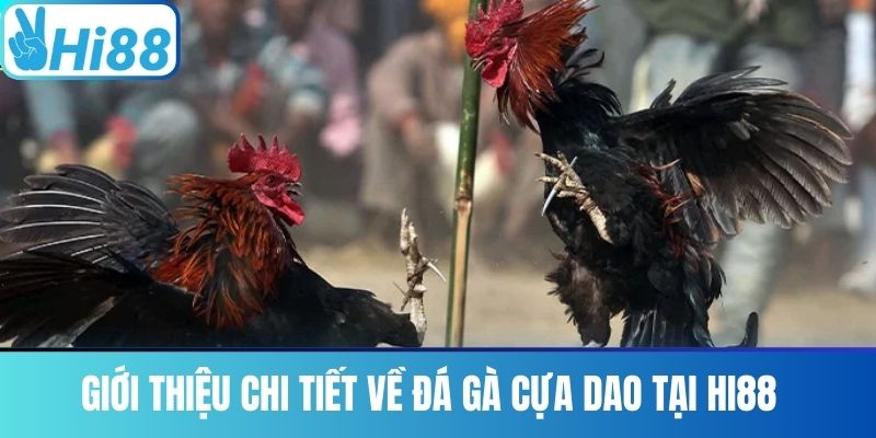 Giới thiệu chi tiết về Đá Gà Cựa Dao tại HI88