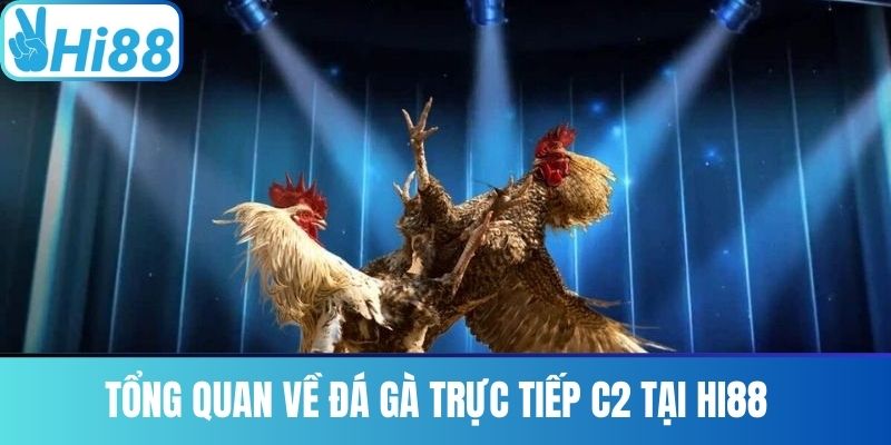 Tổng Quan Về Đá Gà Trực Tiếp C2 Tại Hi88